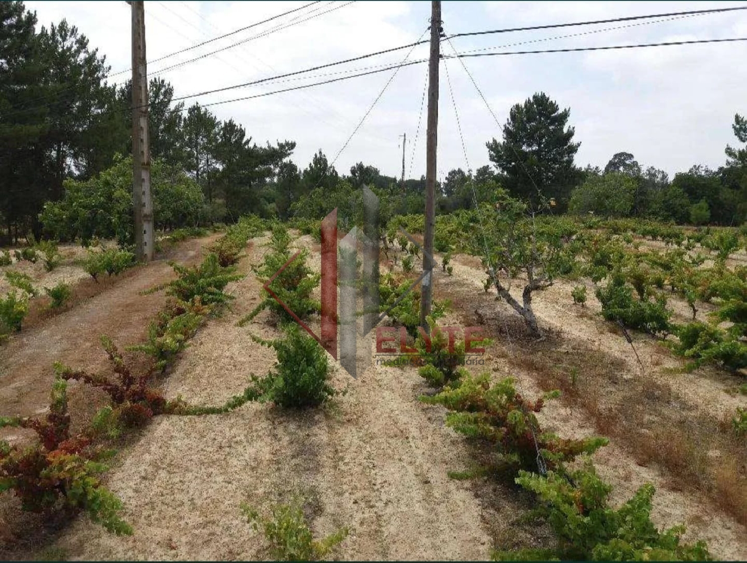  à venda quinta Coruche Coruche 8