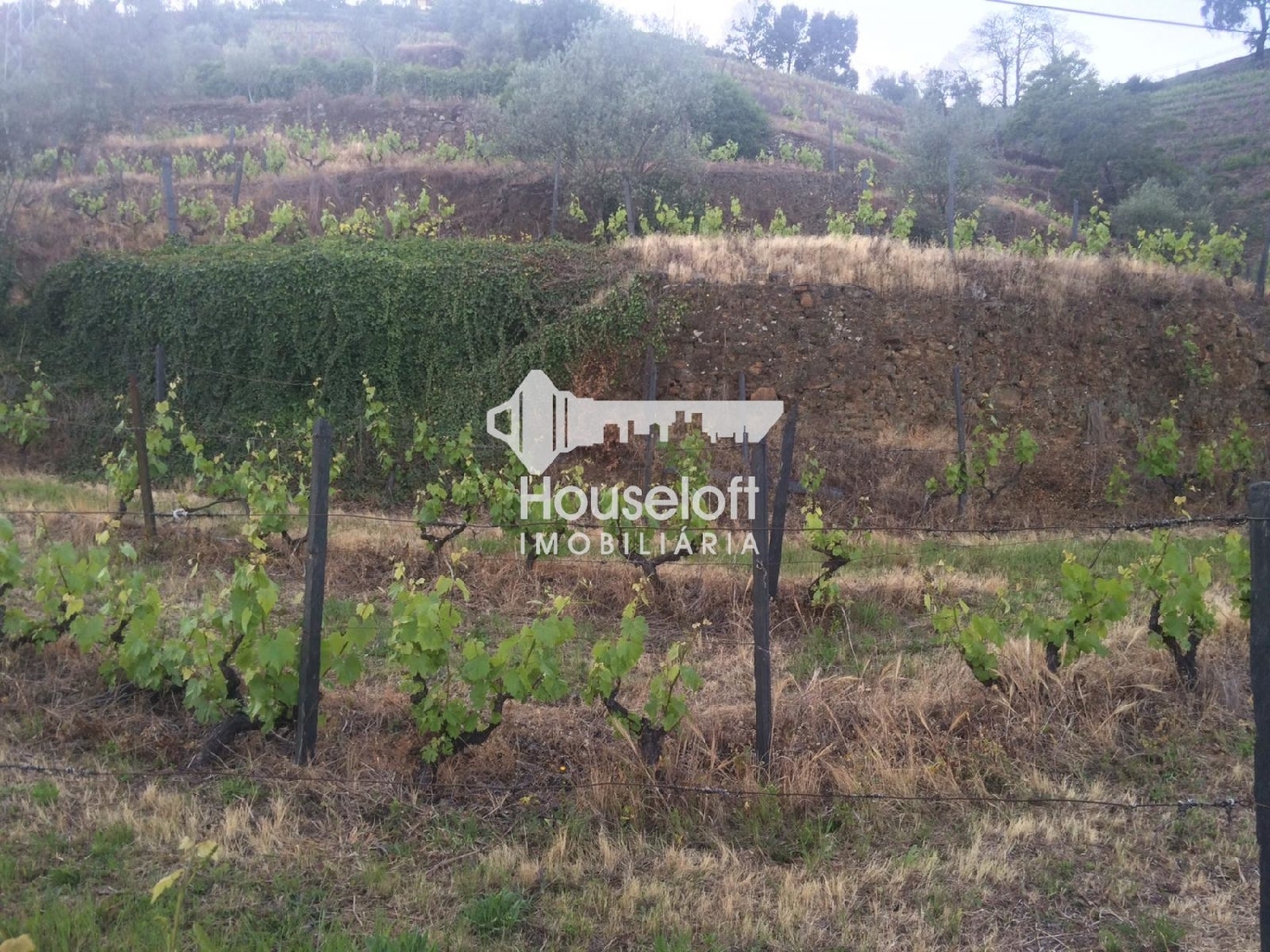  à vendre ferme Godim Peso Da Régua 1