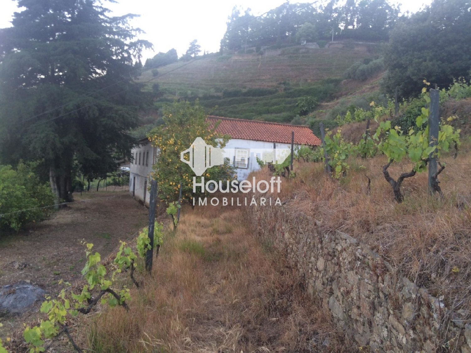  à vendre ferme Godim Peso Da Régua 5