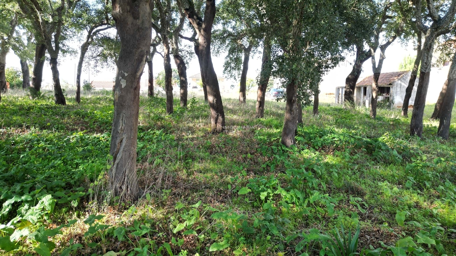  te koop boerderij Santarém Santarém 8