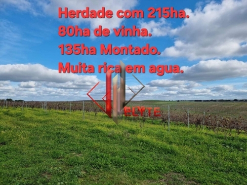 Vendas Novas Vendas Novas quinta foto 335040
