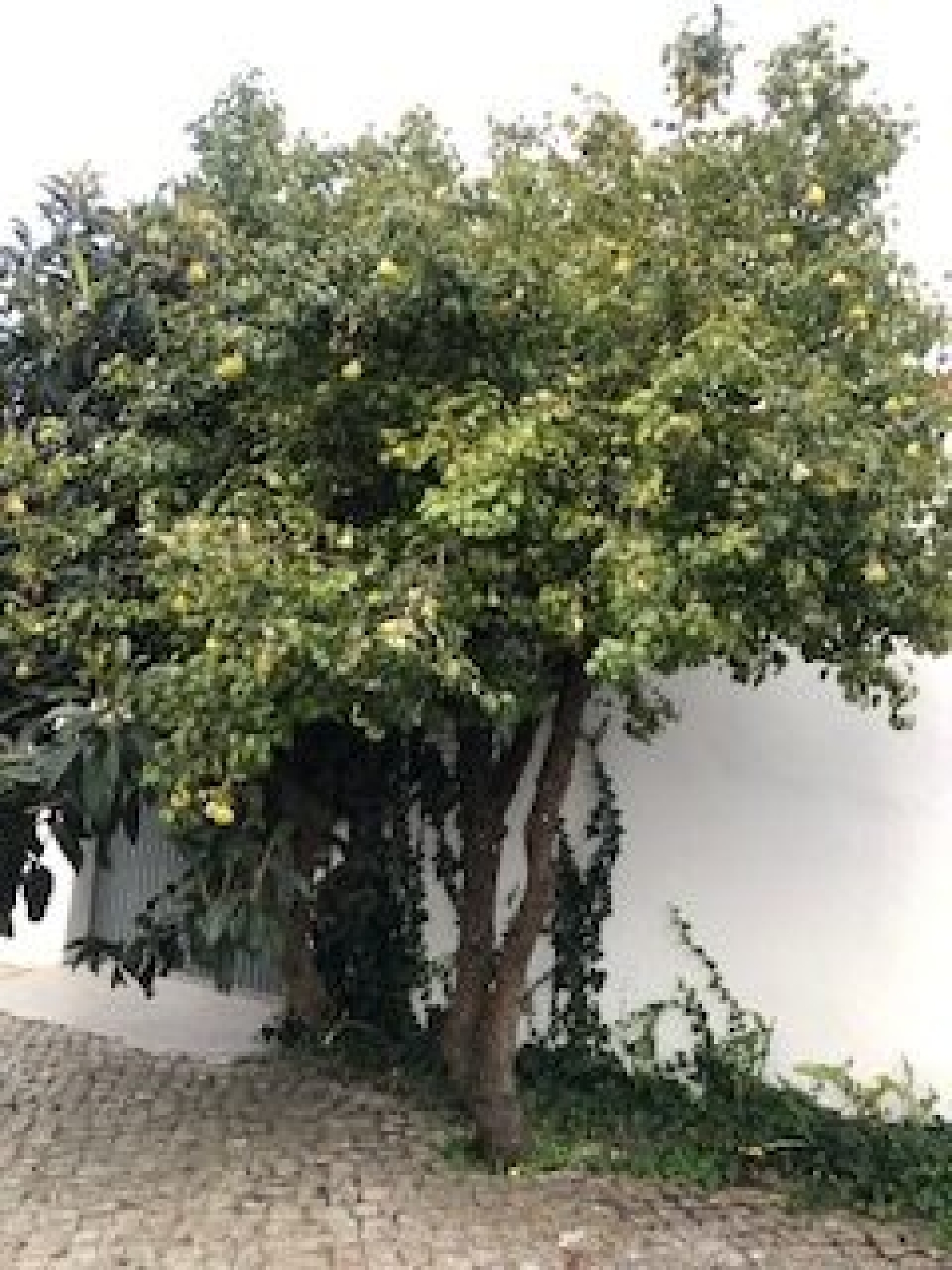  te koop huis Marinha Grande Marinha Grande 8