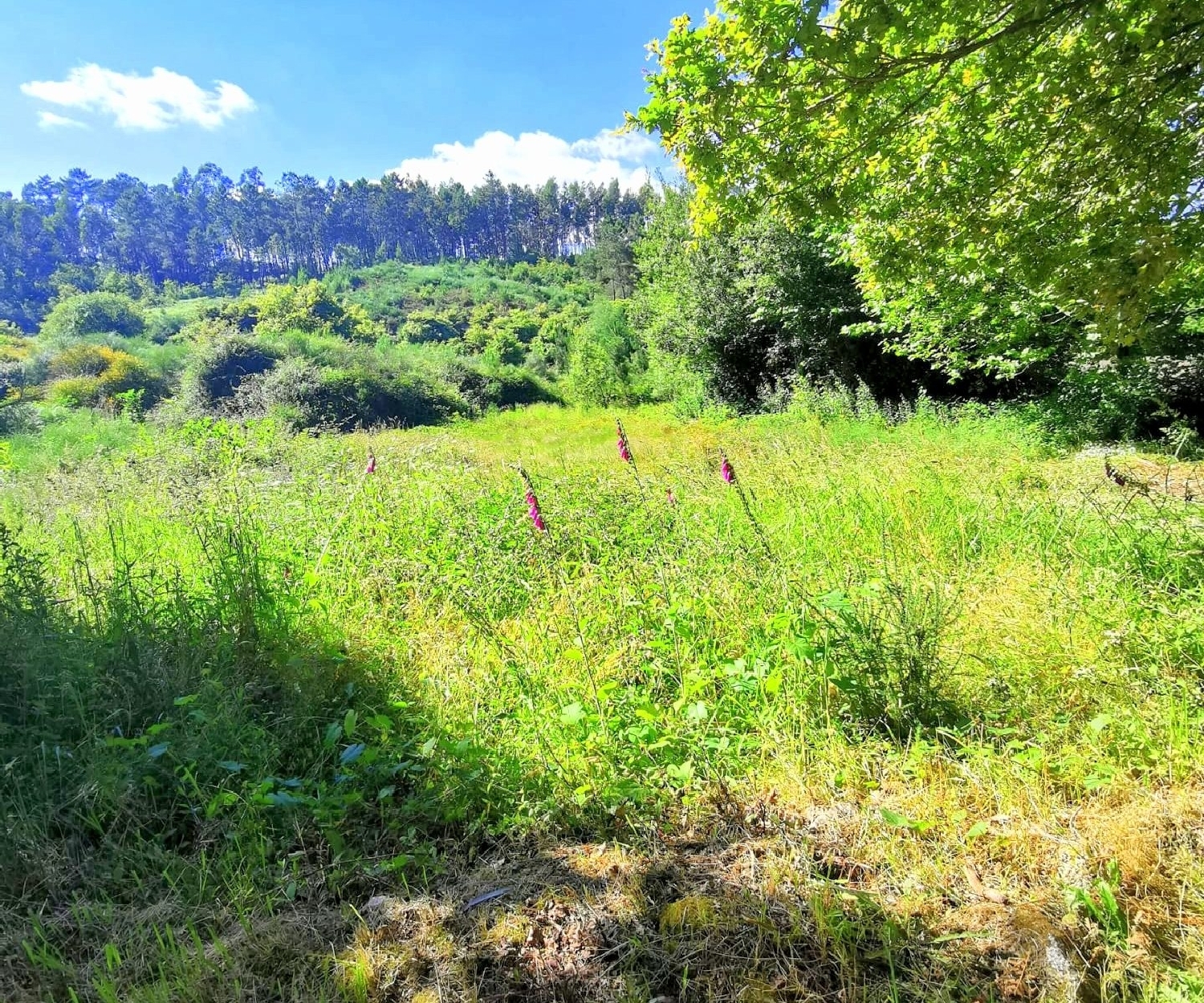 for sale terrain Agilde Celorico De Basto 3