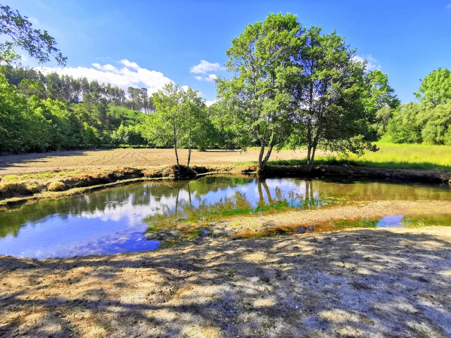  for sale terrain Agilde Celorico De Basto 4
