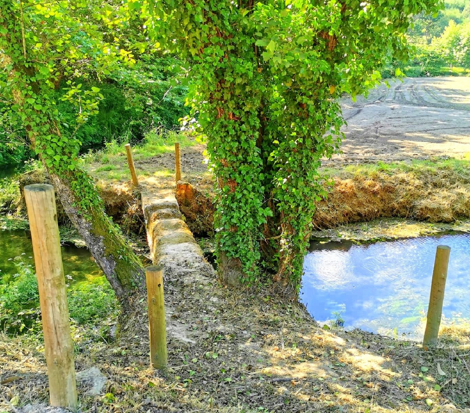  for sale terrain Agilde Celorico De Basto 5