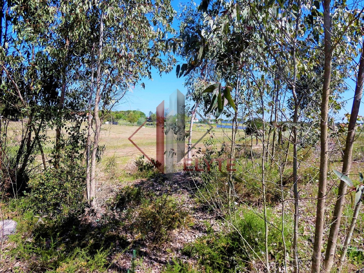  for sale terrain Branca Coruche 4