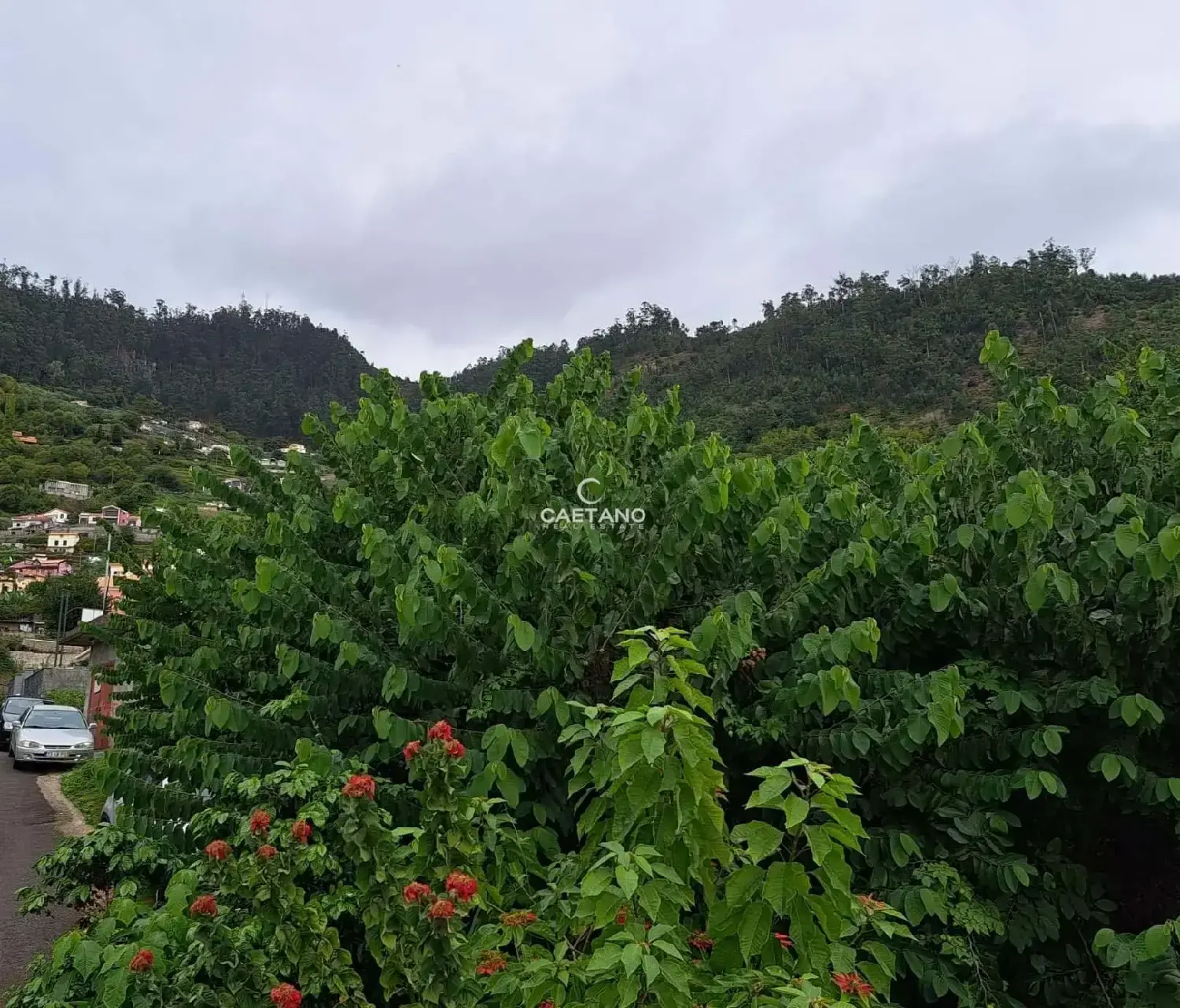  kaufen Grundstück Calheta Calheta (Madeira) 7