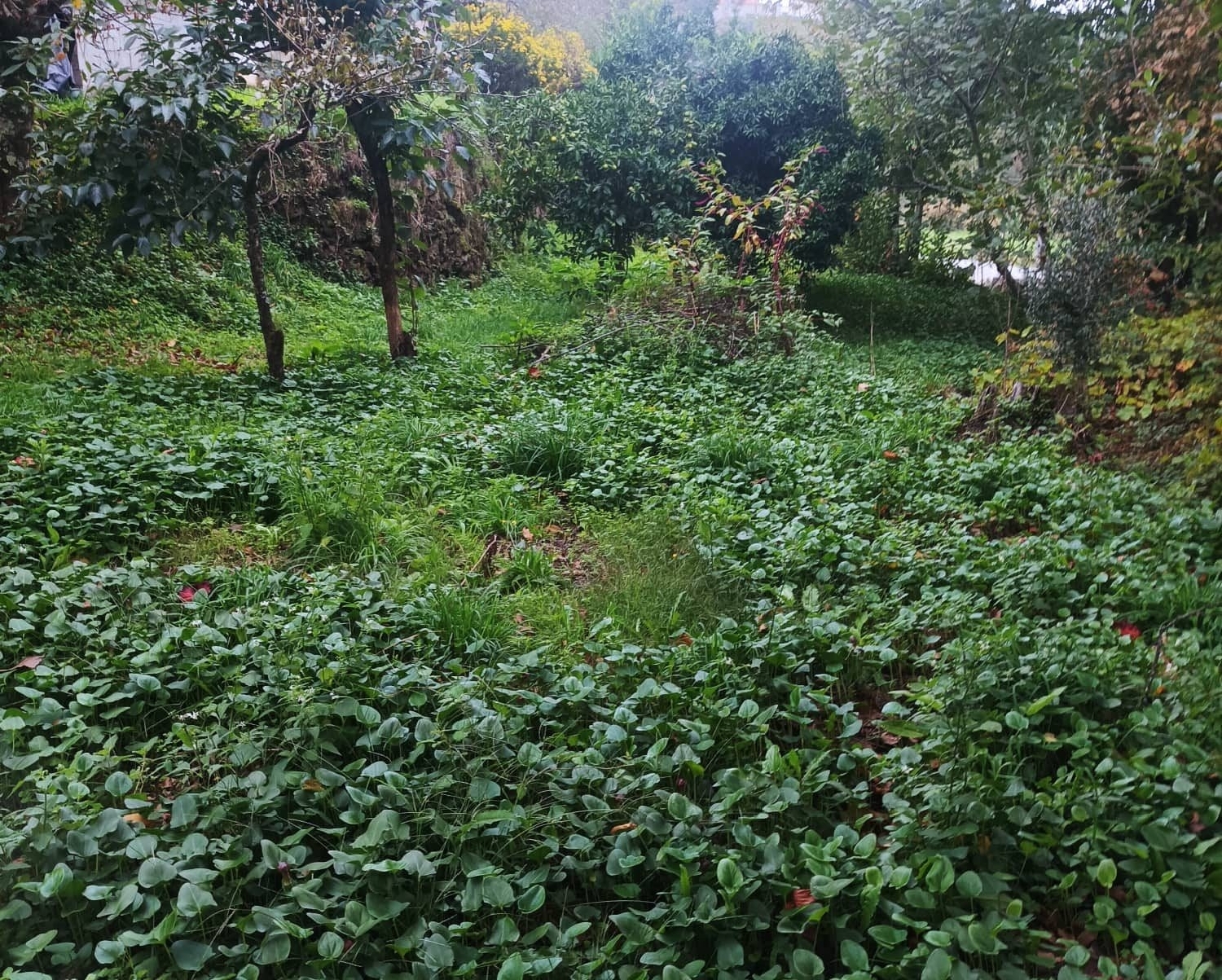  kaufen Grundstück Canelas Penafiel 7
