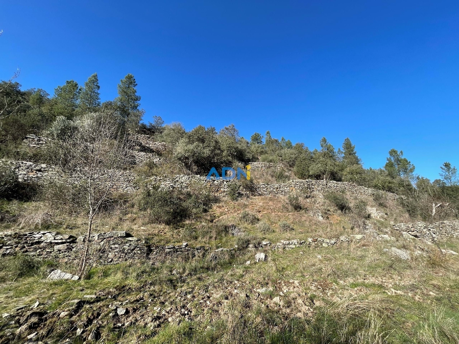  à vendre terrain Castelo Branco Castelo Branco 3