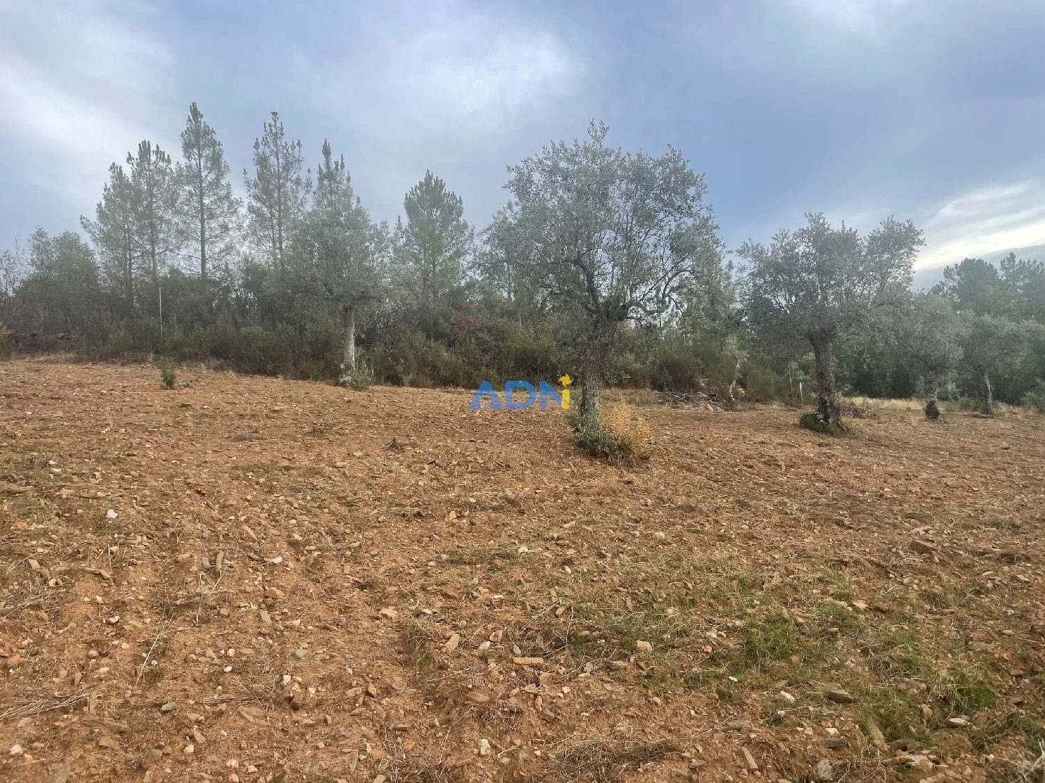  à vendre terrain Castelo Branco Castelo Branco 7