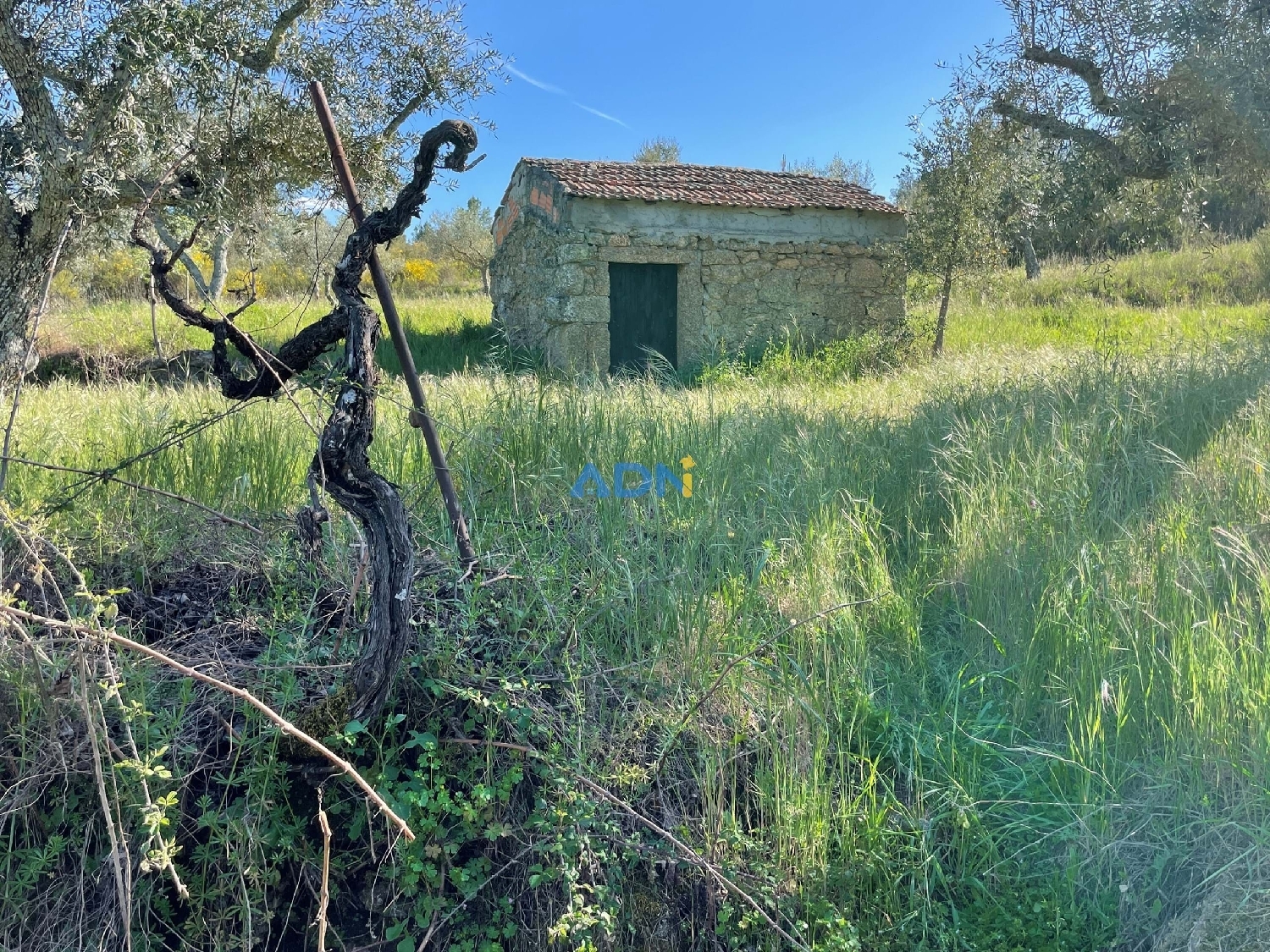  te koop terrein Castelo Branco Castelo Branco 2