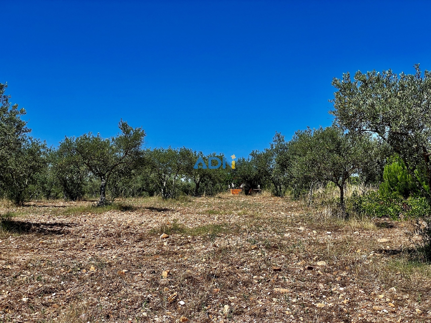  à vendre terrain Castelo Branco Castelo Branco 4