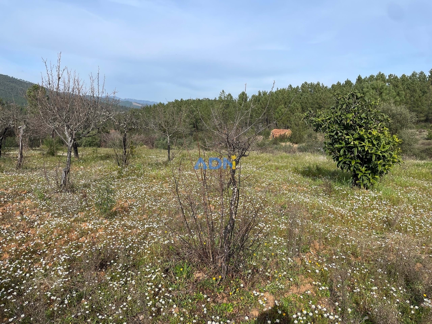  à vendre terrain Castelo Branco Castelo Branco 4