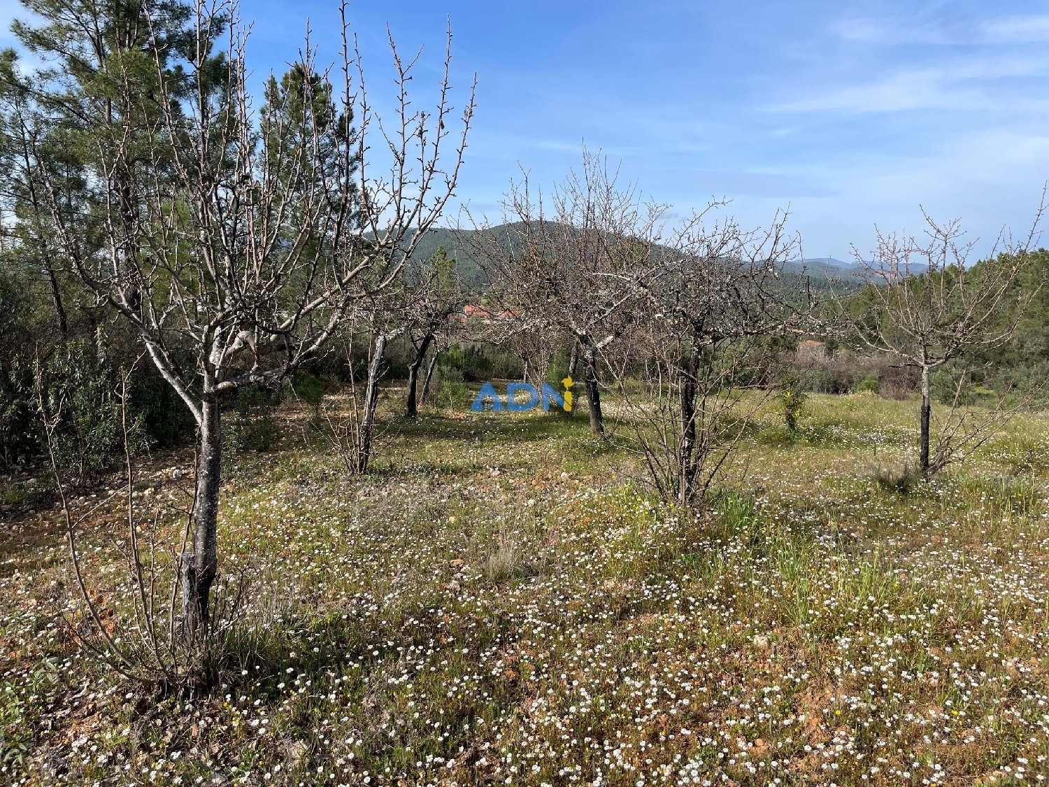  à vendre terrain Castelo Branco Castelo Branco 8