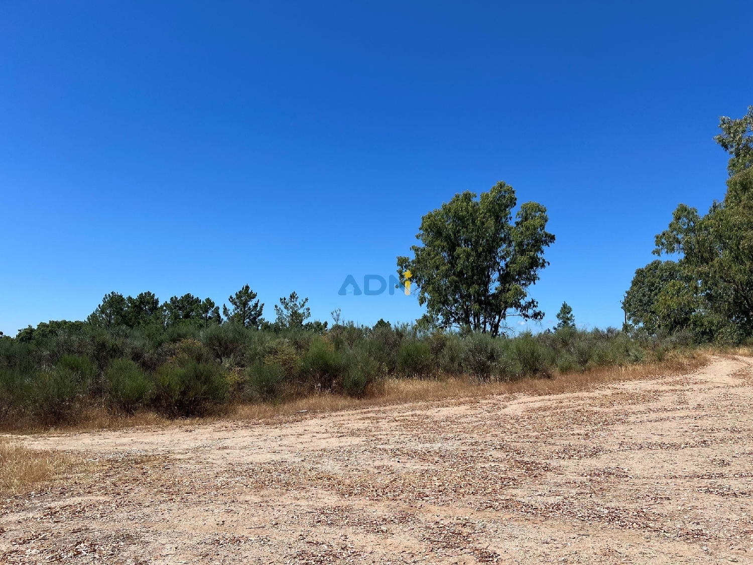  à vendre terrain Castelo Branco Castelo Branco 1
