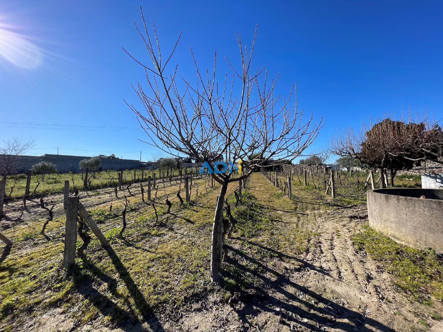  à vendre terrain Castelo Branco Castelo Branco 6