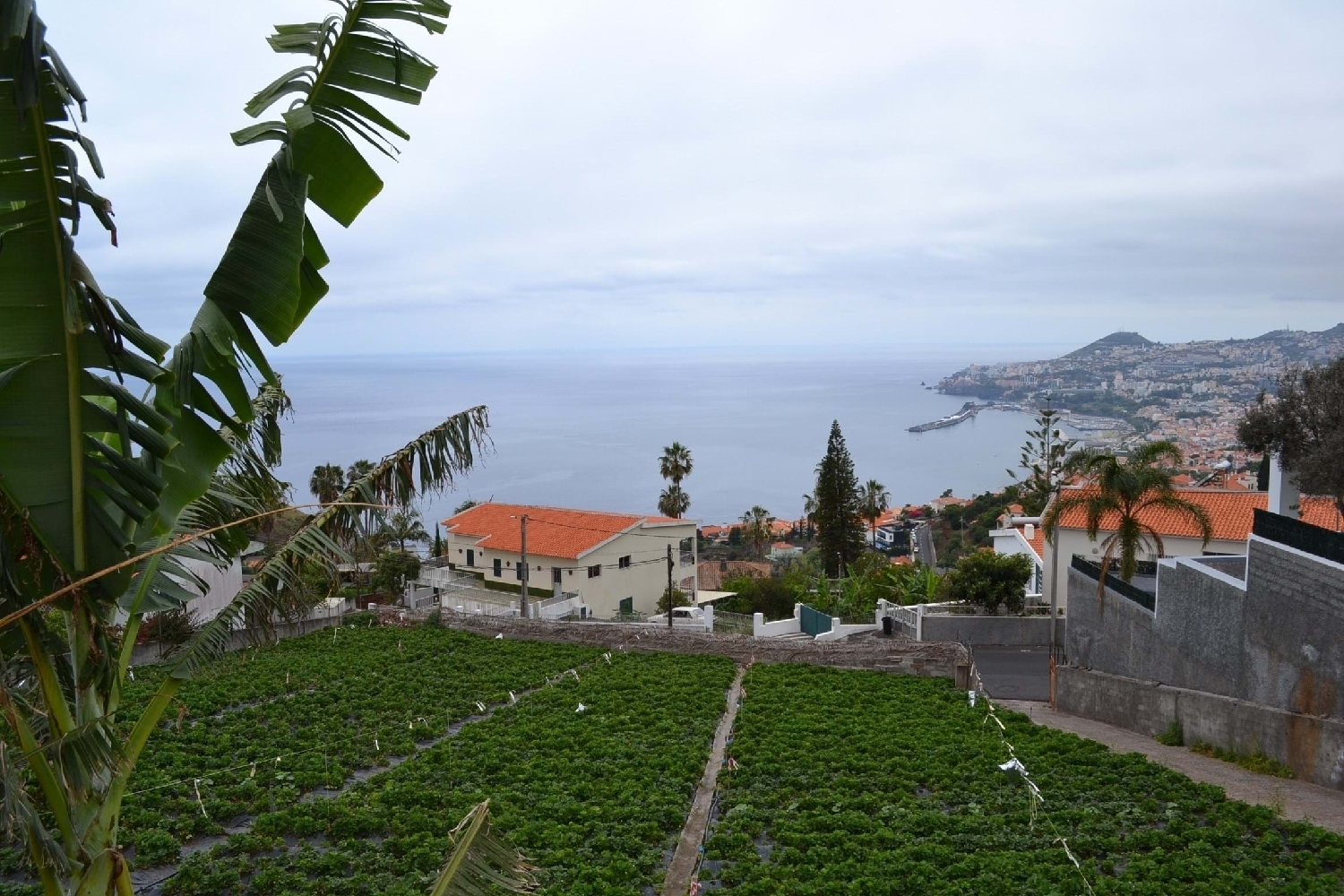  for sale terrain Funchal Funchal 1