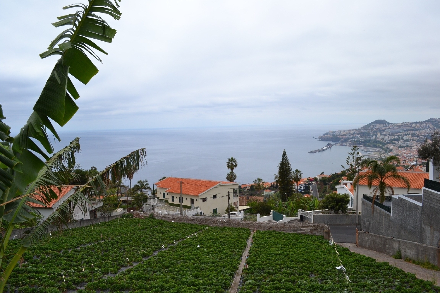  for sale terrain Funchal Funchal 2