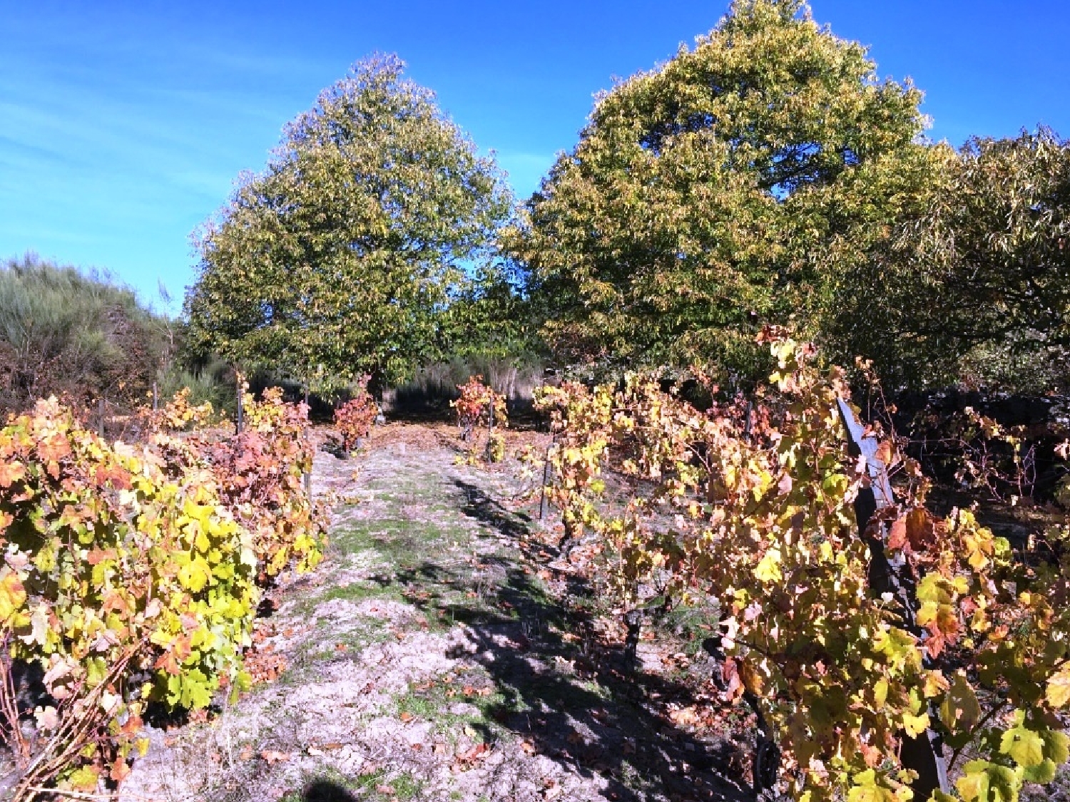  te koop terrein Castelo Chaves 1