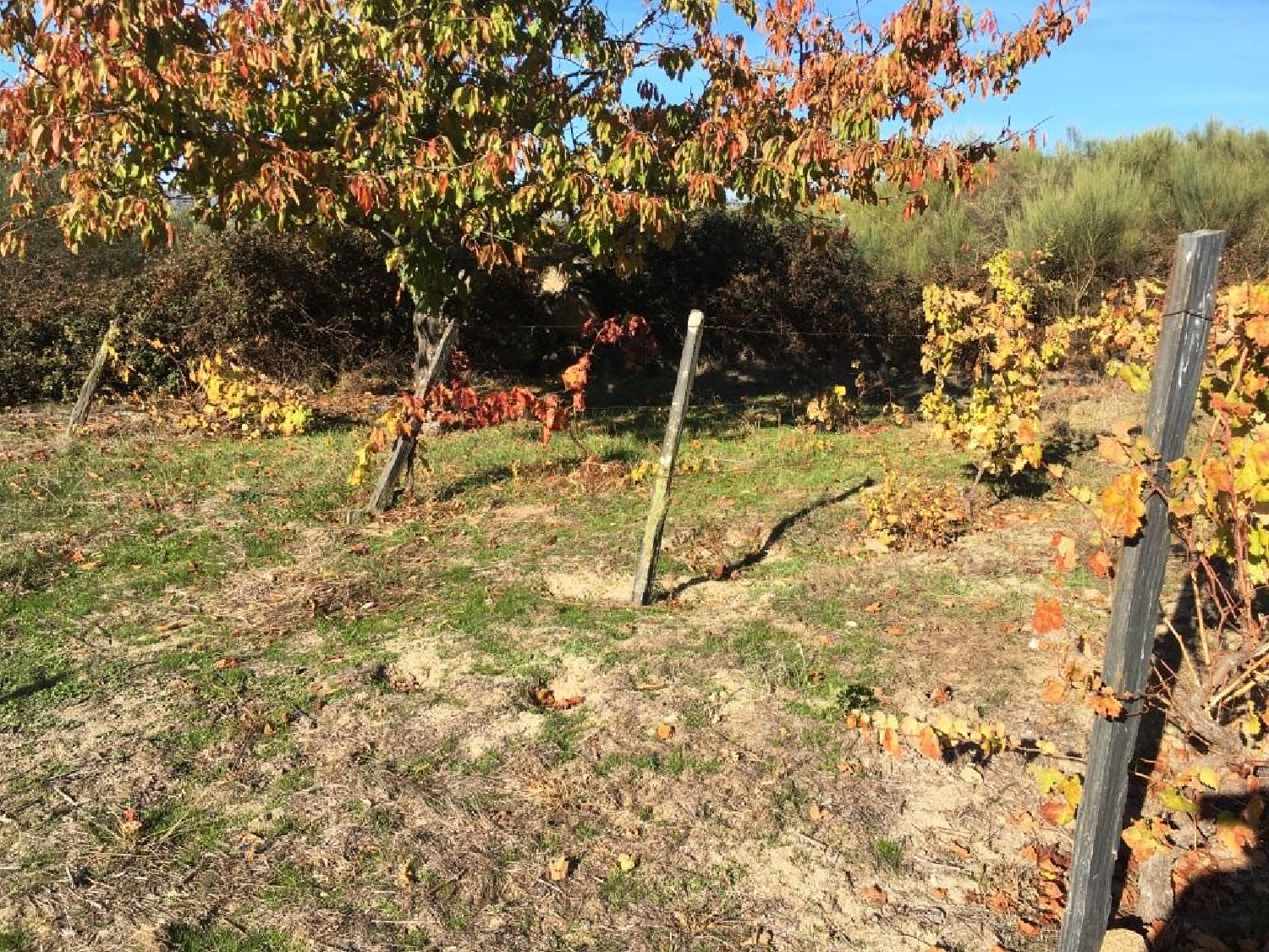  te koop terrein Castelo Chaves 2