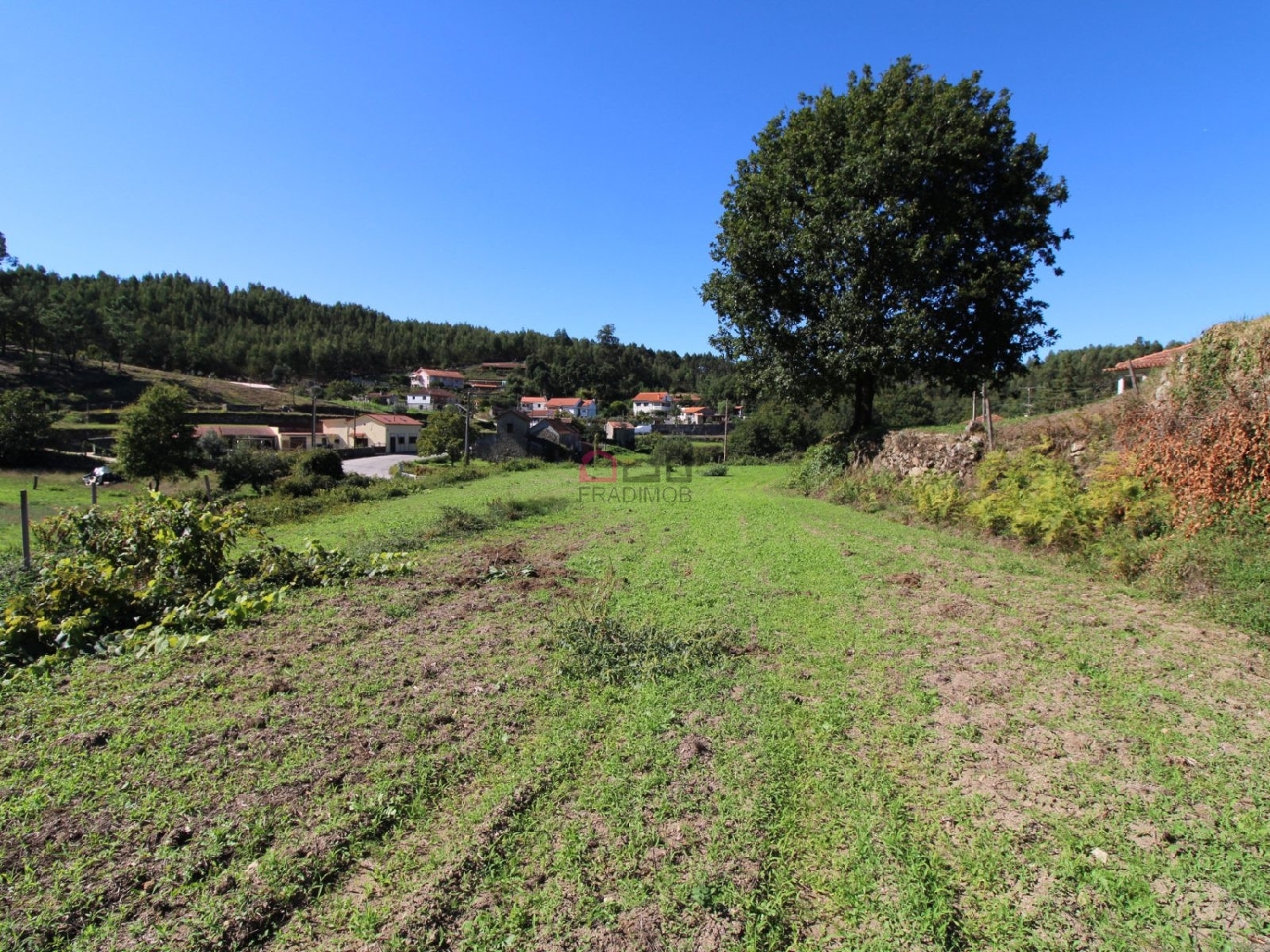  te koop terrein Pinheiro Carregal Do Sal 8