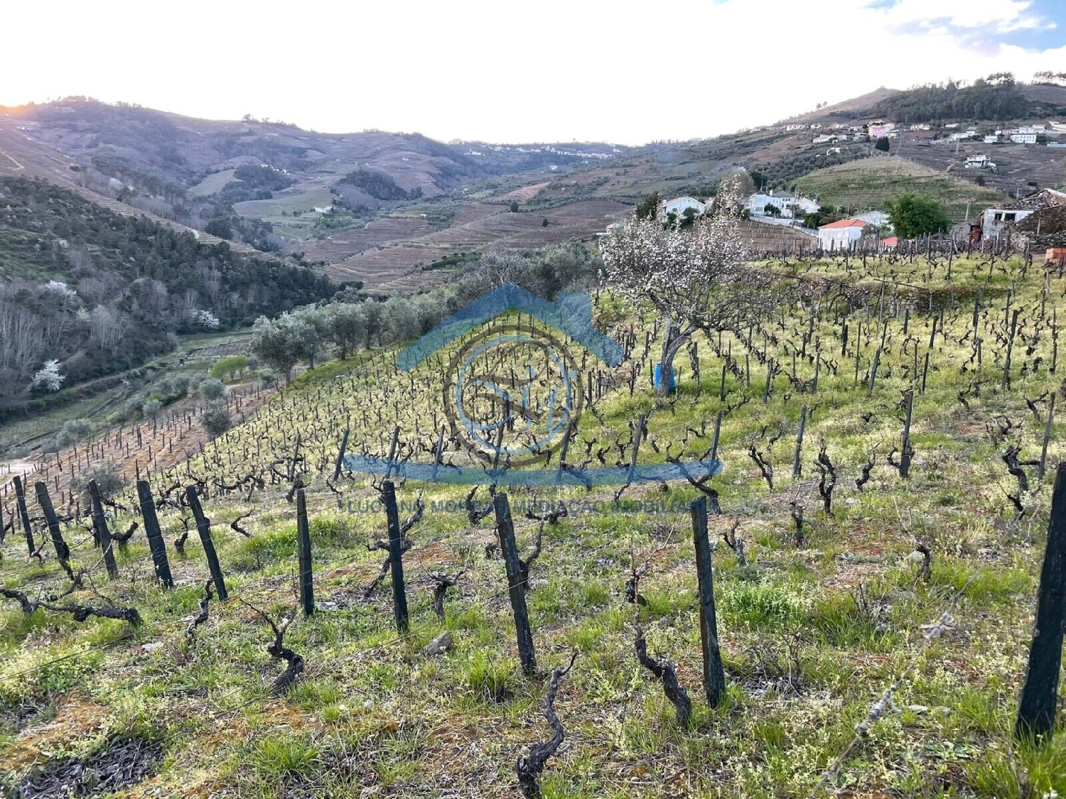 en venta terreno Sá Peso Da Régua 3