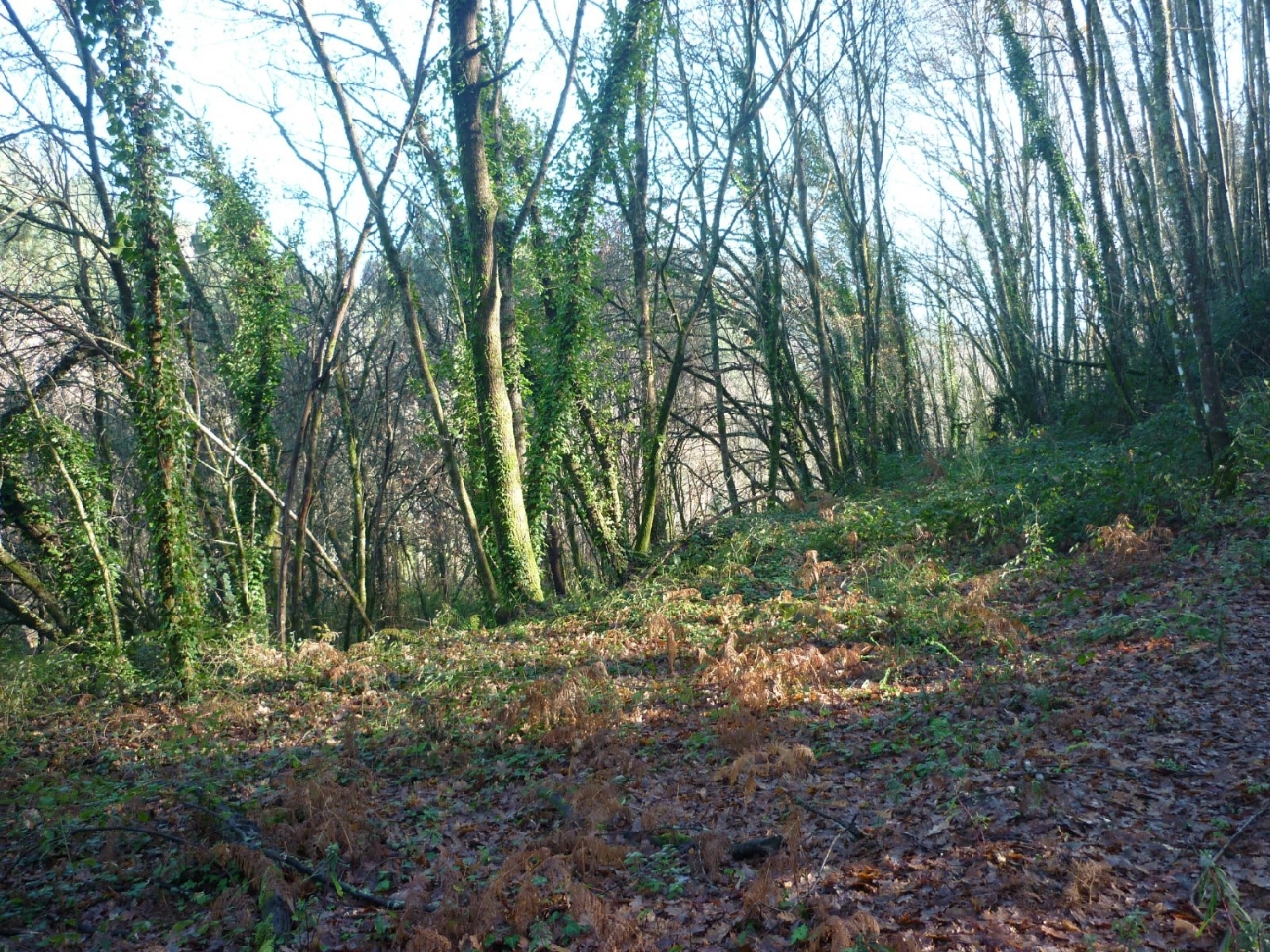  à vendre terrain Sobradelo da Goma Póvoa De Lanhoso 8