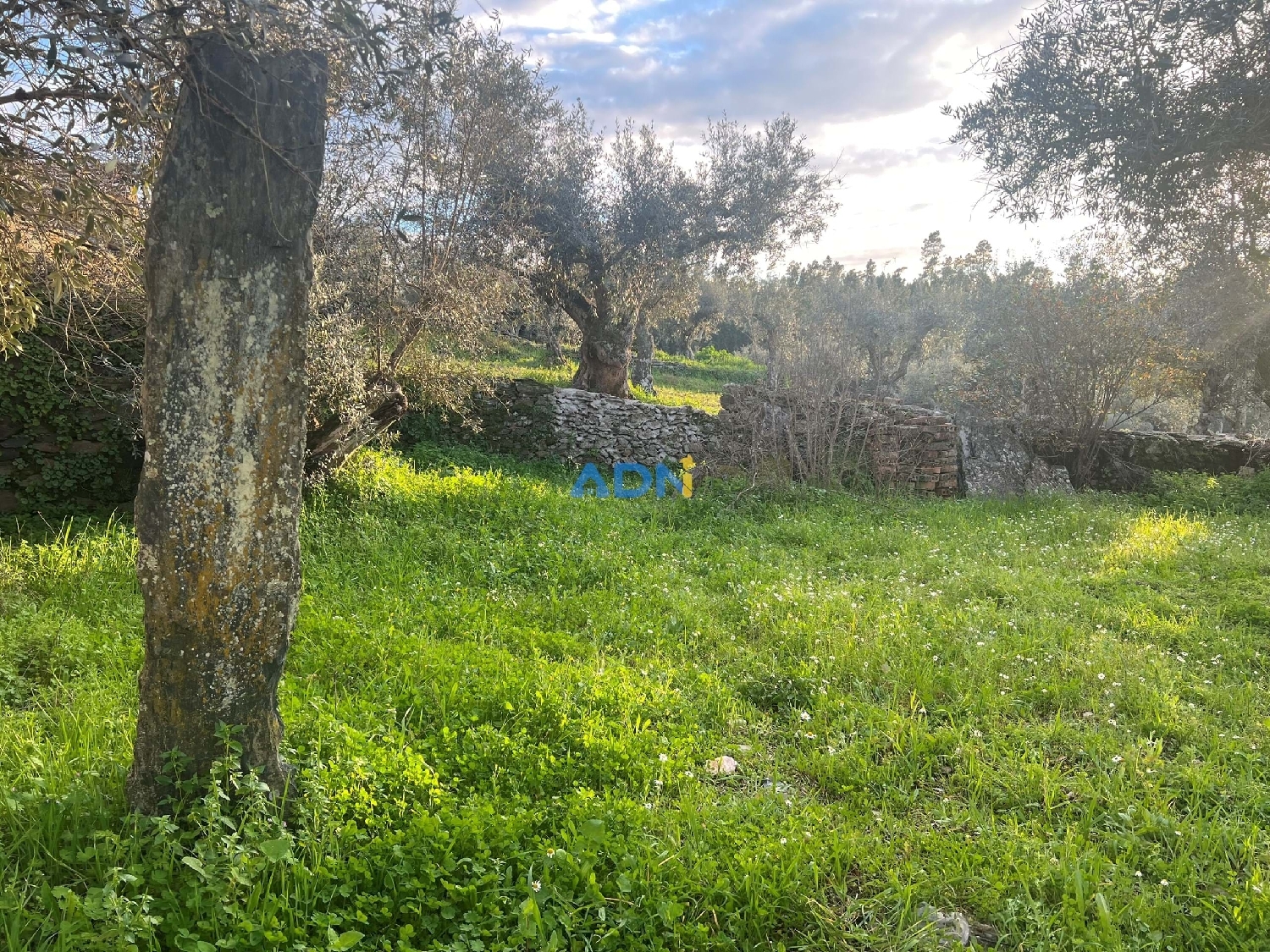  à vendre villa Castelo Branco Castelo Branco 3