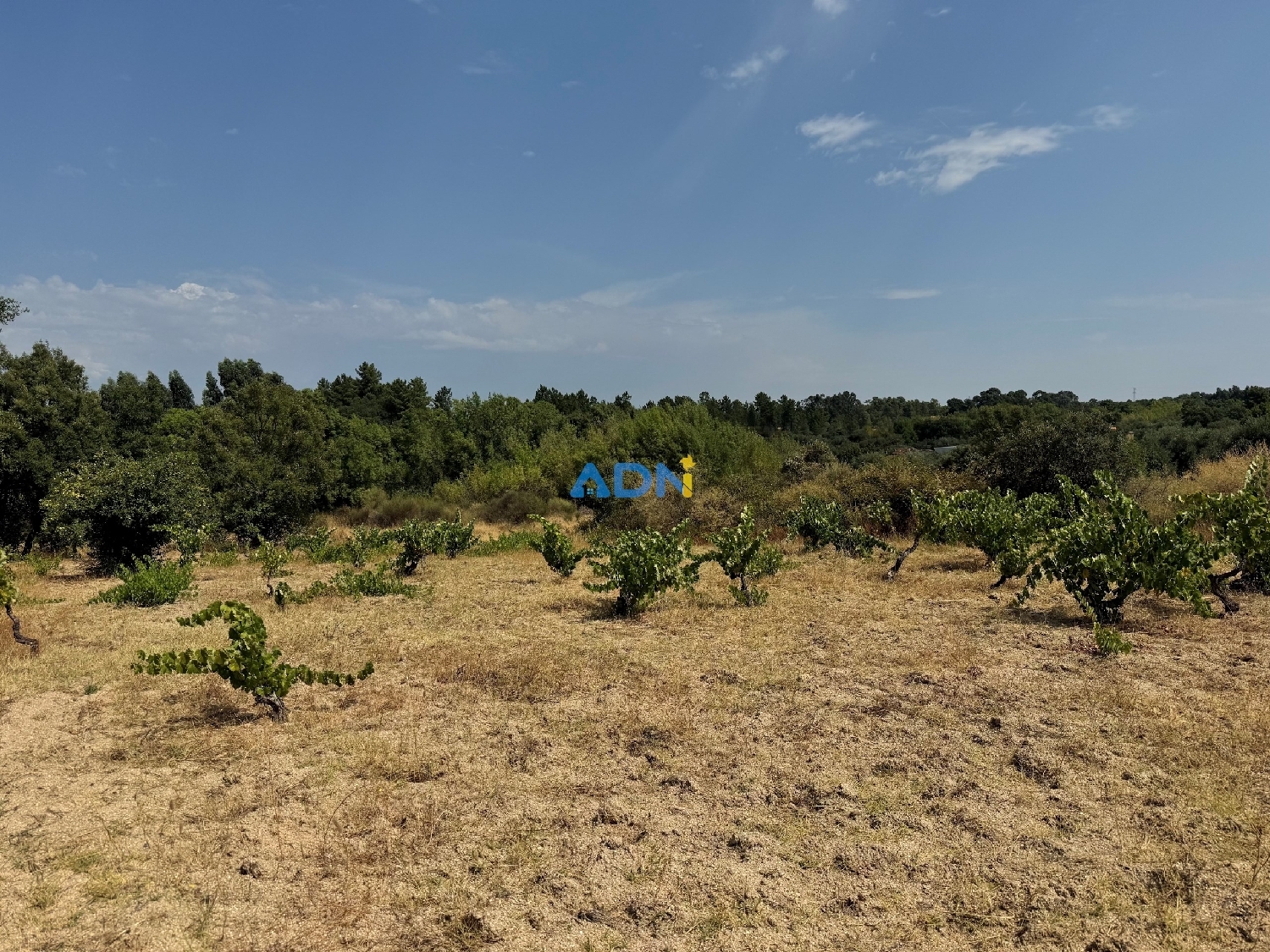  en venta terreno Castelo Branco Castelo Branco 5