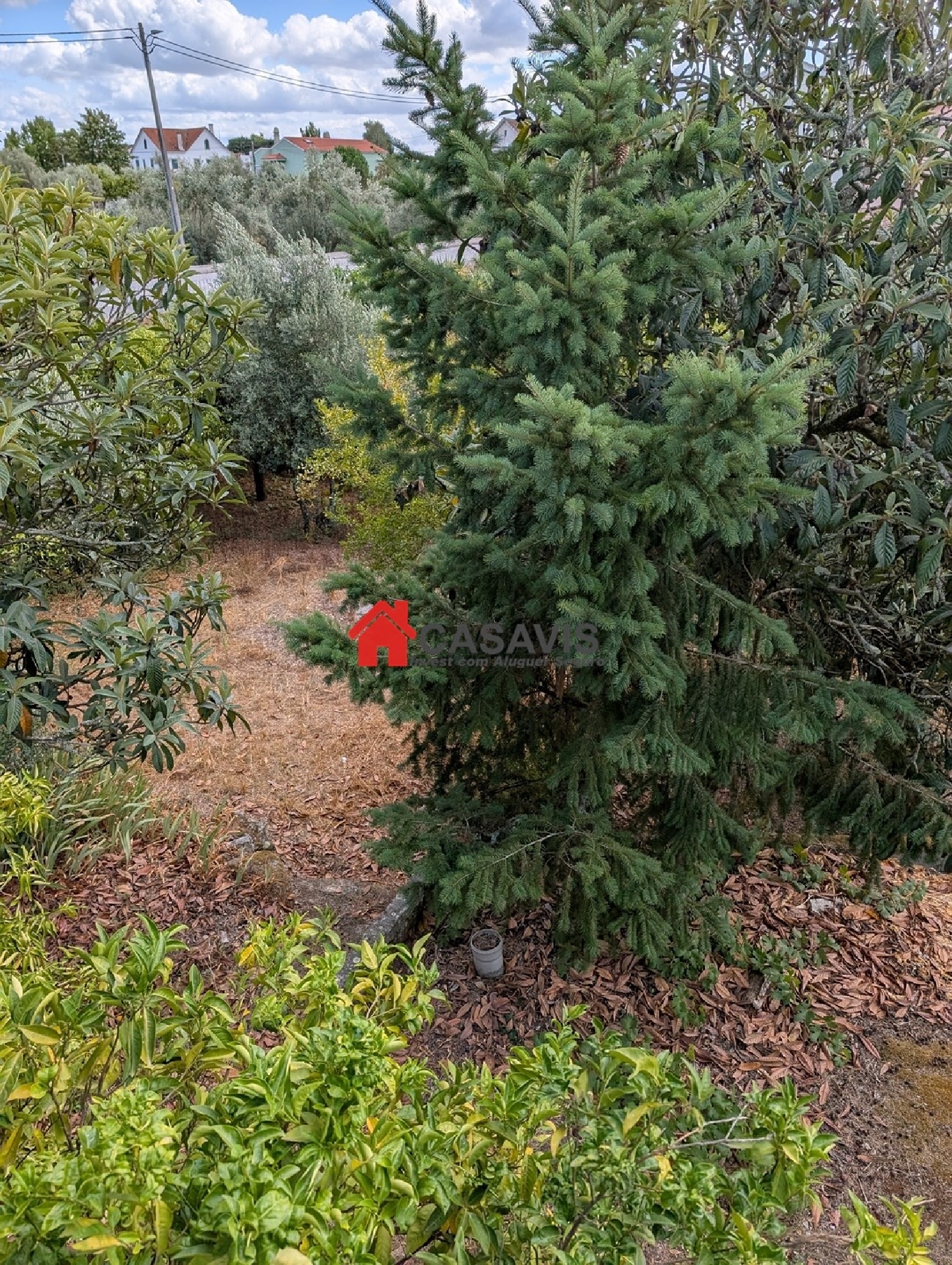  for sale farm Nelas Nelas 4