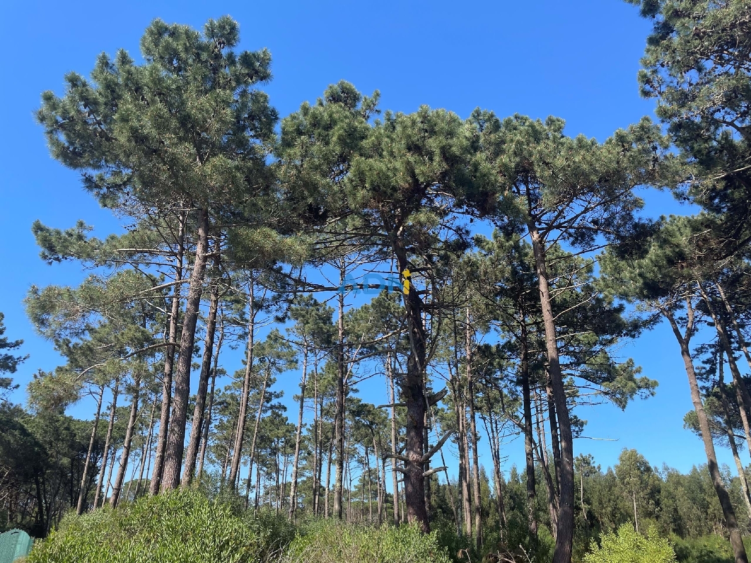 kaufen Grundstück Sintra Sintra 3