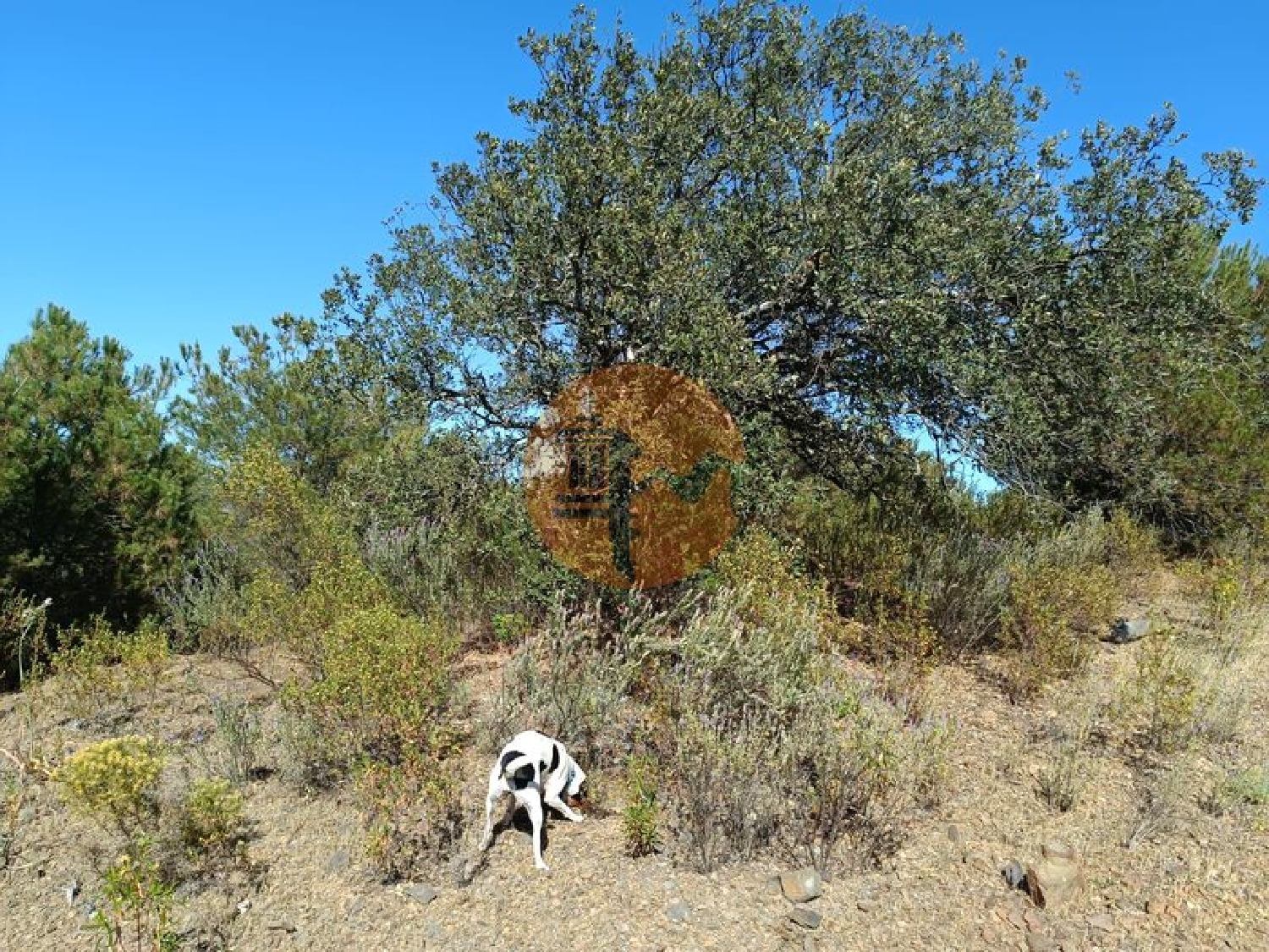  à vendre terrain Azinhal Albufeira 4