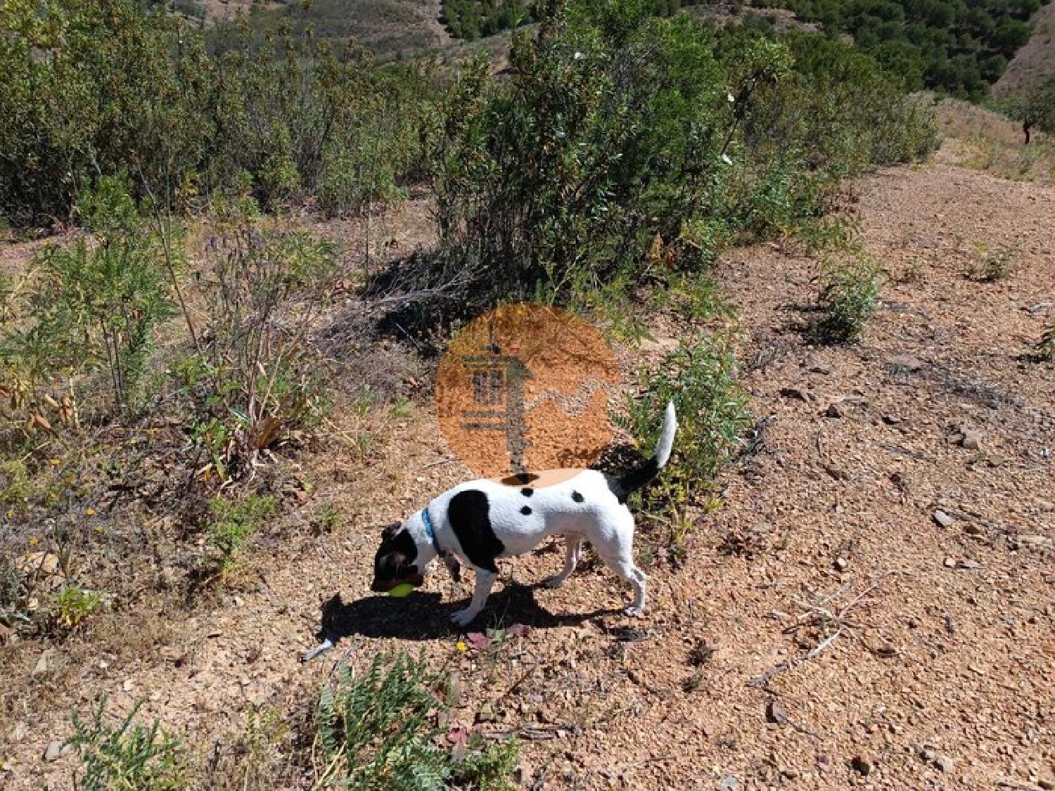  en venta terreno Azinhal Albufeira 4