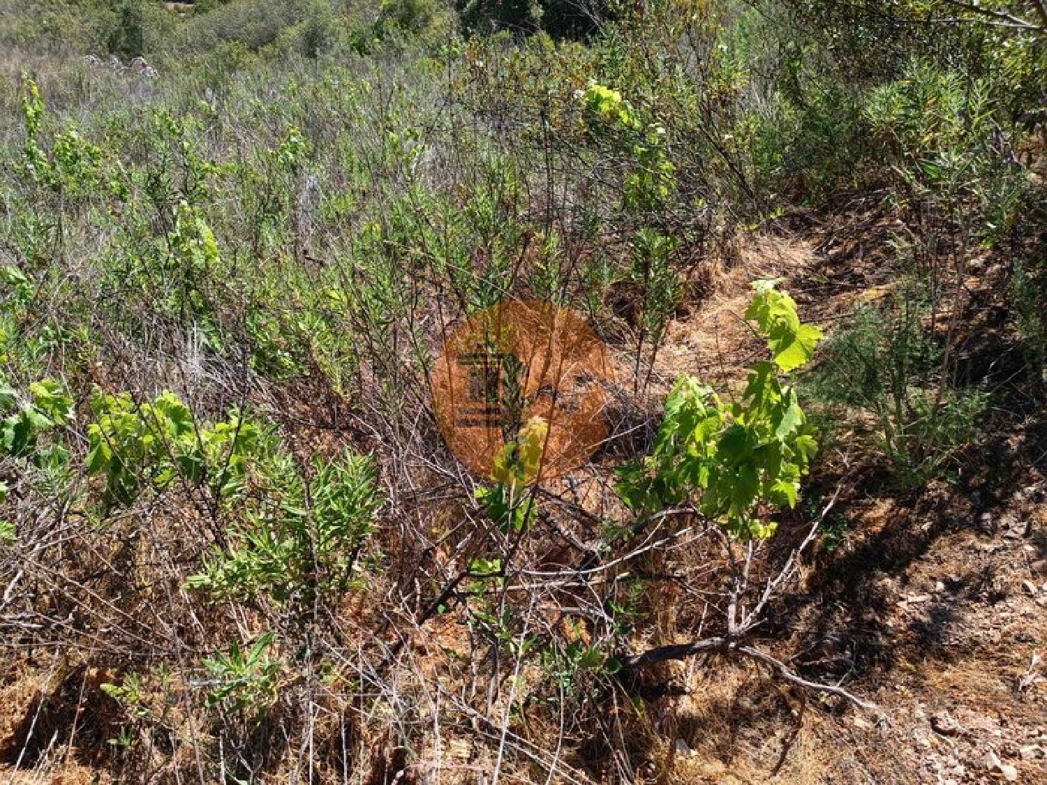  en venta terreno Azinhal Albufeira 5