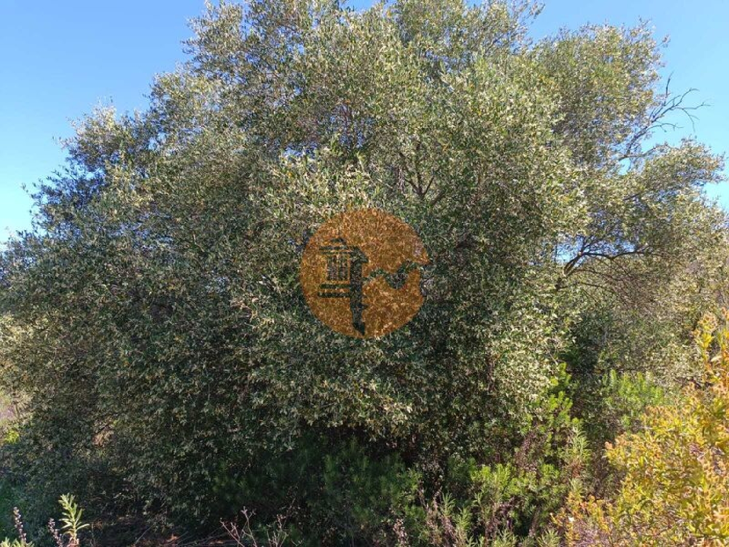  en venta terreno Azinhal Albufeira 6