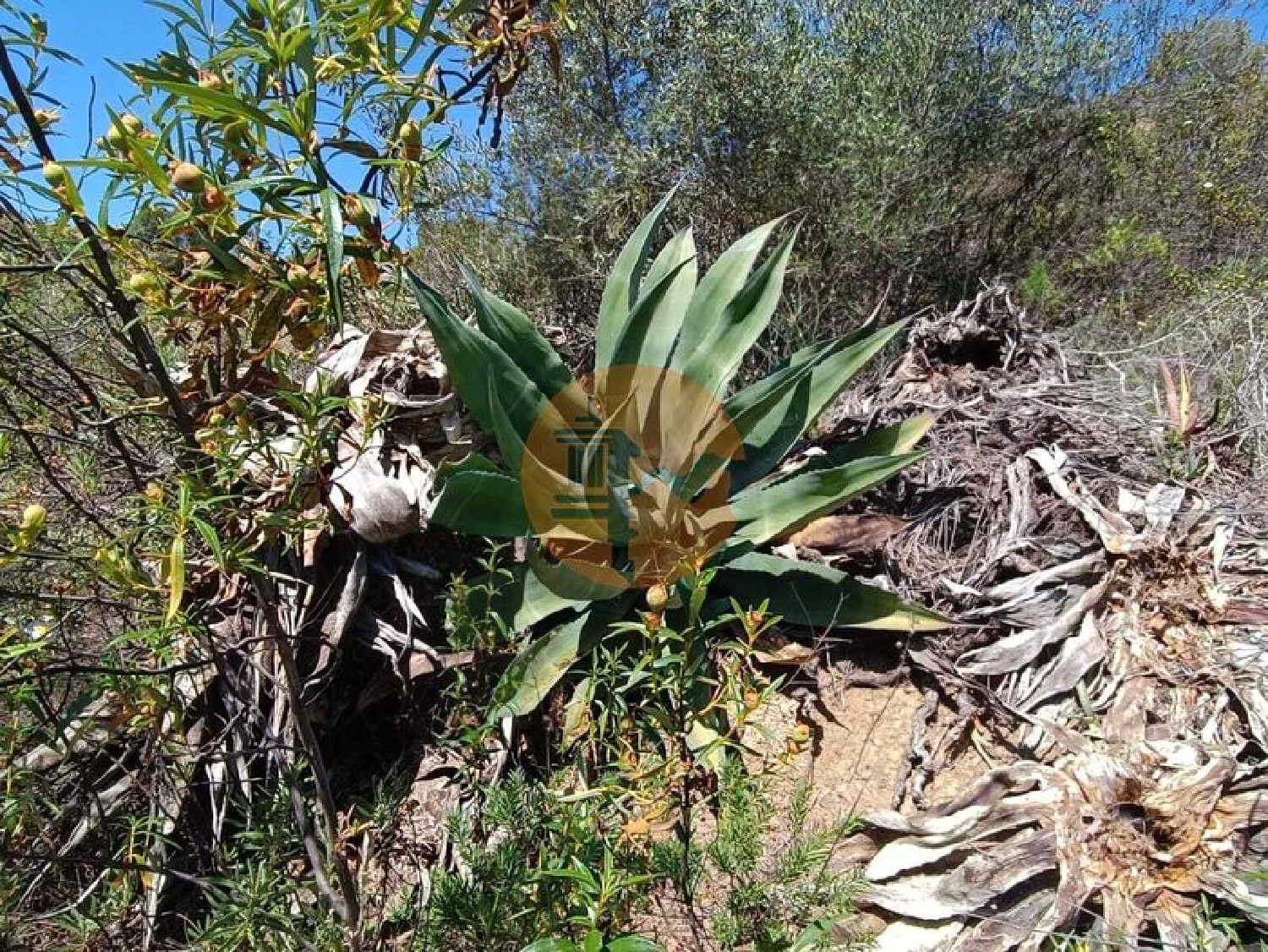  en venta terreno Azinhal Albufeira 8