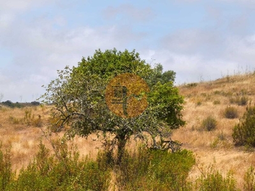 Castro Marim Castro Marim terrein foto 344076