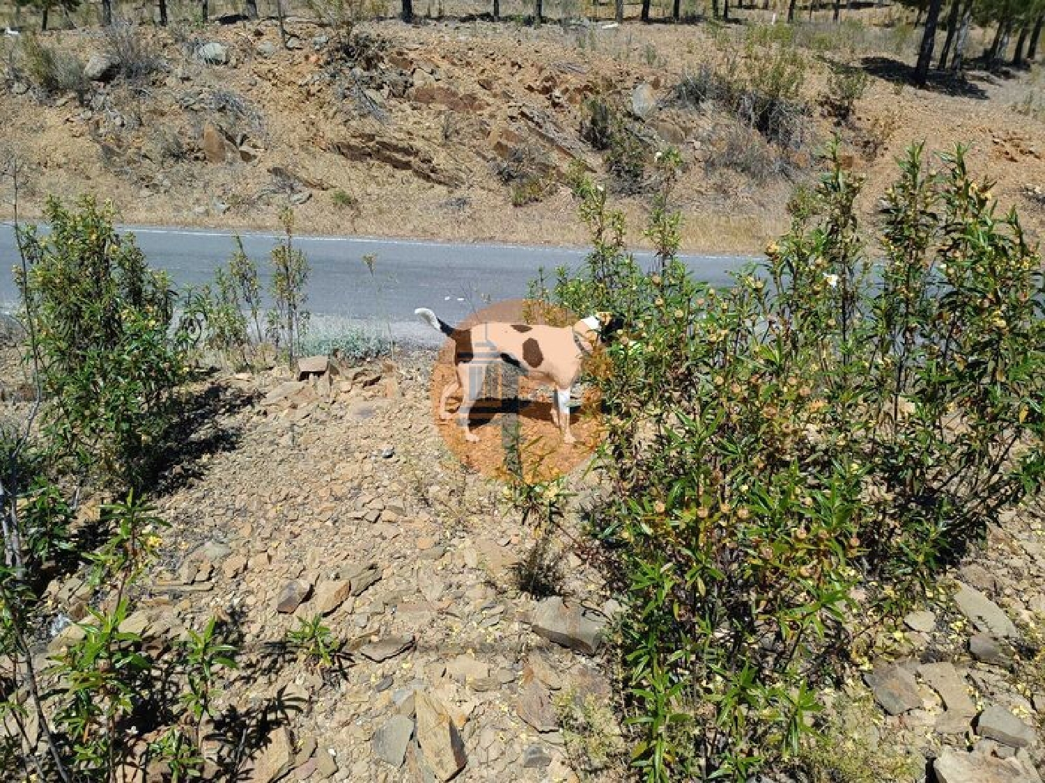  en venta terreno Odeleite Castro Marim 3