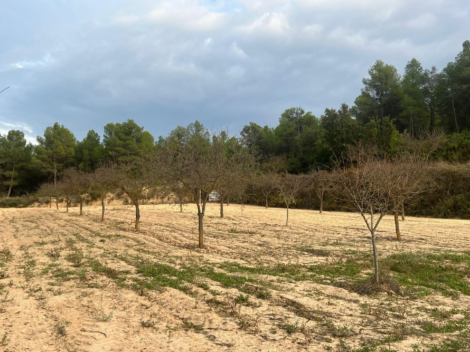 en venta finca rústica Arens De Lledó Matarraña 2