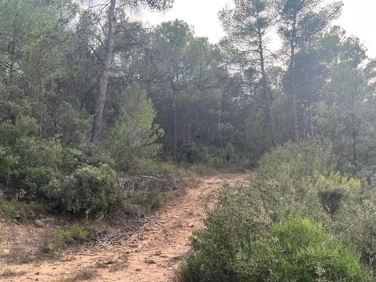 en venta finca rústica Arens De Lledó Matarraña 6