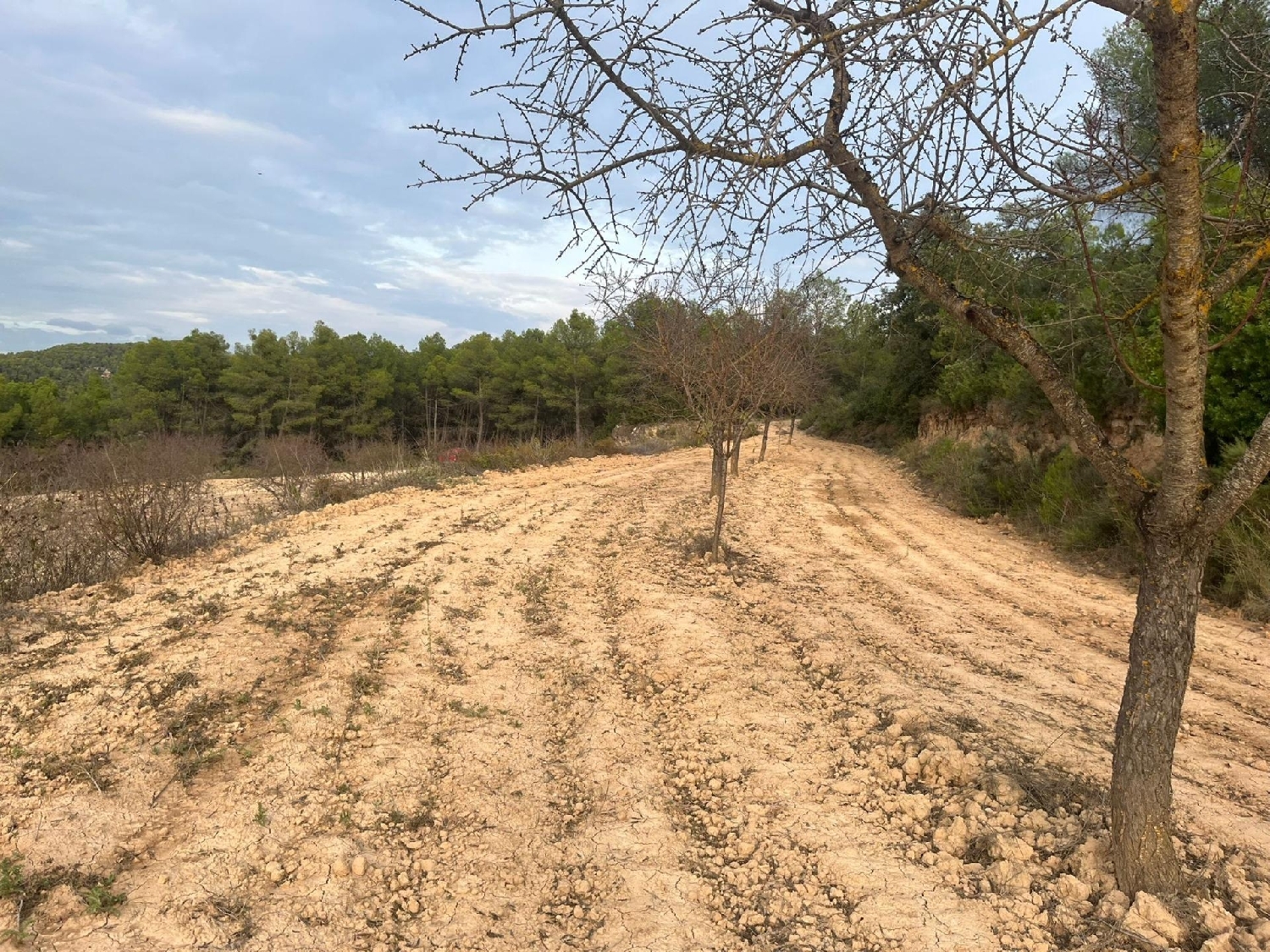 en venta finca rústica Arens De Lledó Matarraña 3