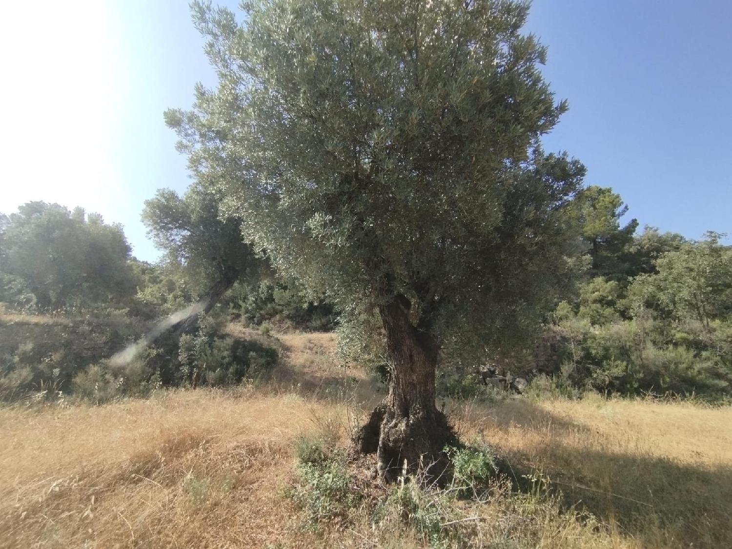à vendre maison de campagne Calaceite Matarraña 8