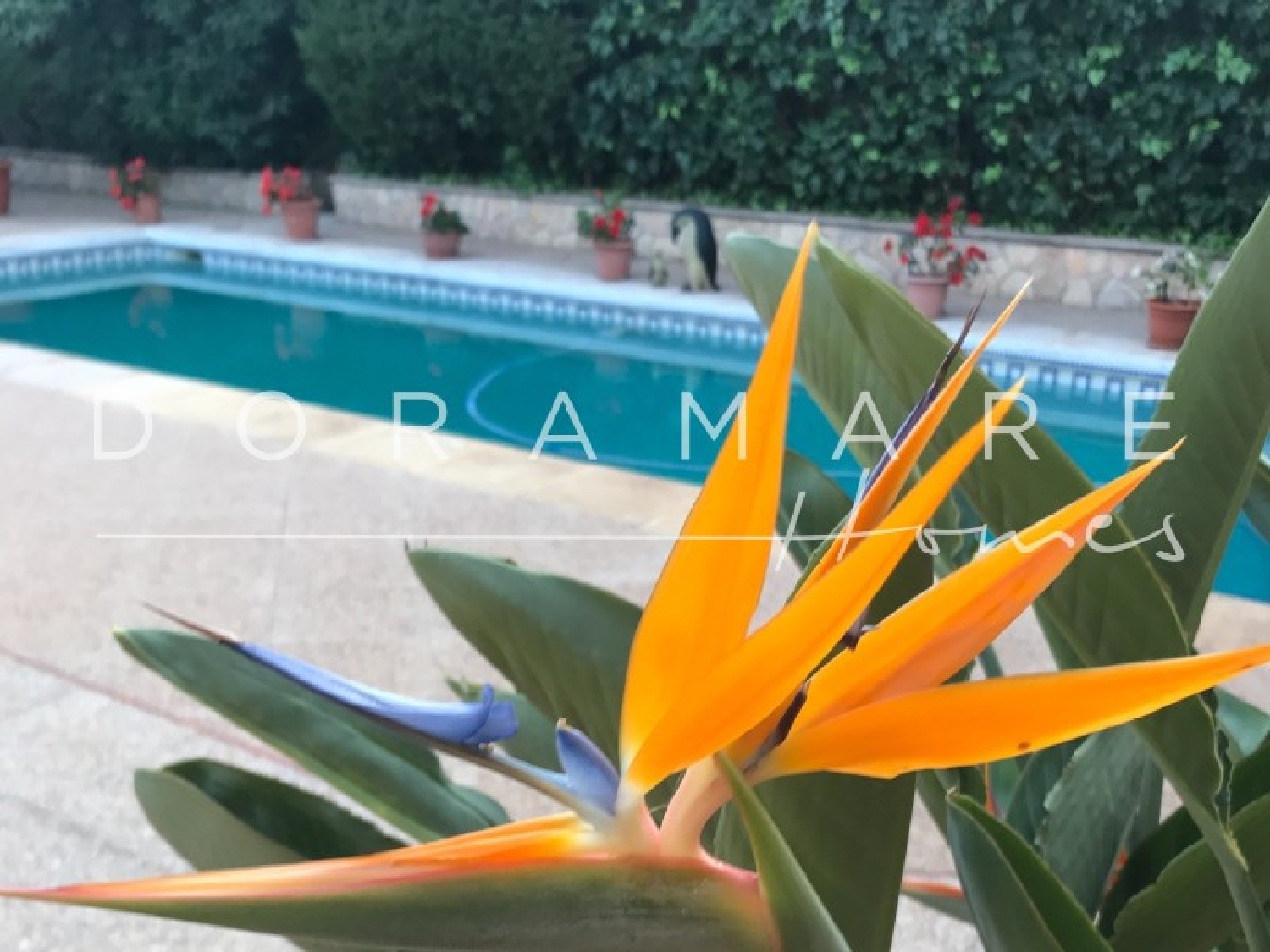  for sale country house Consell Raiguer 1