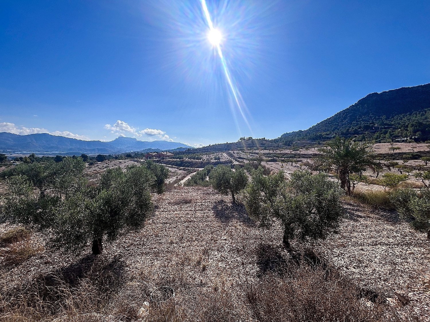  en venta finca rústica Elda Vinalopó Mitjà 26