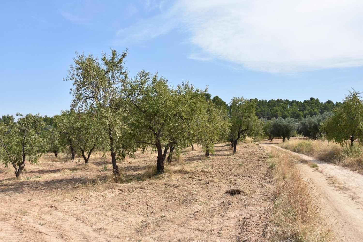  à vendre maison de campagne La Portellada Matarraña 4