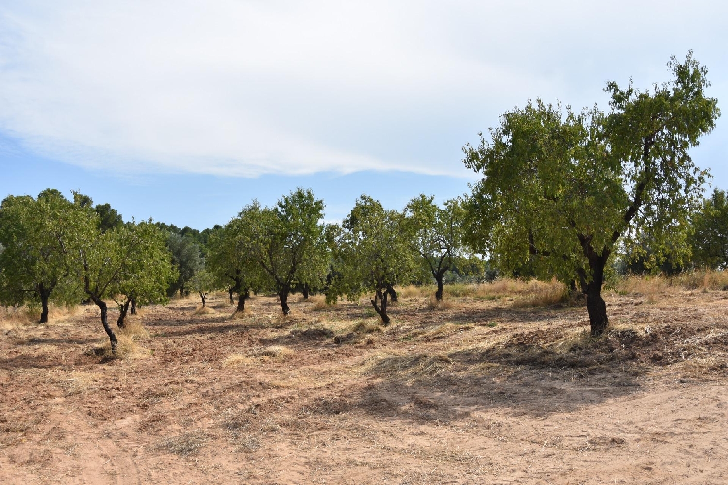  à vendre maison de campagne La Portellada Matarraña 5