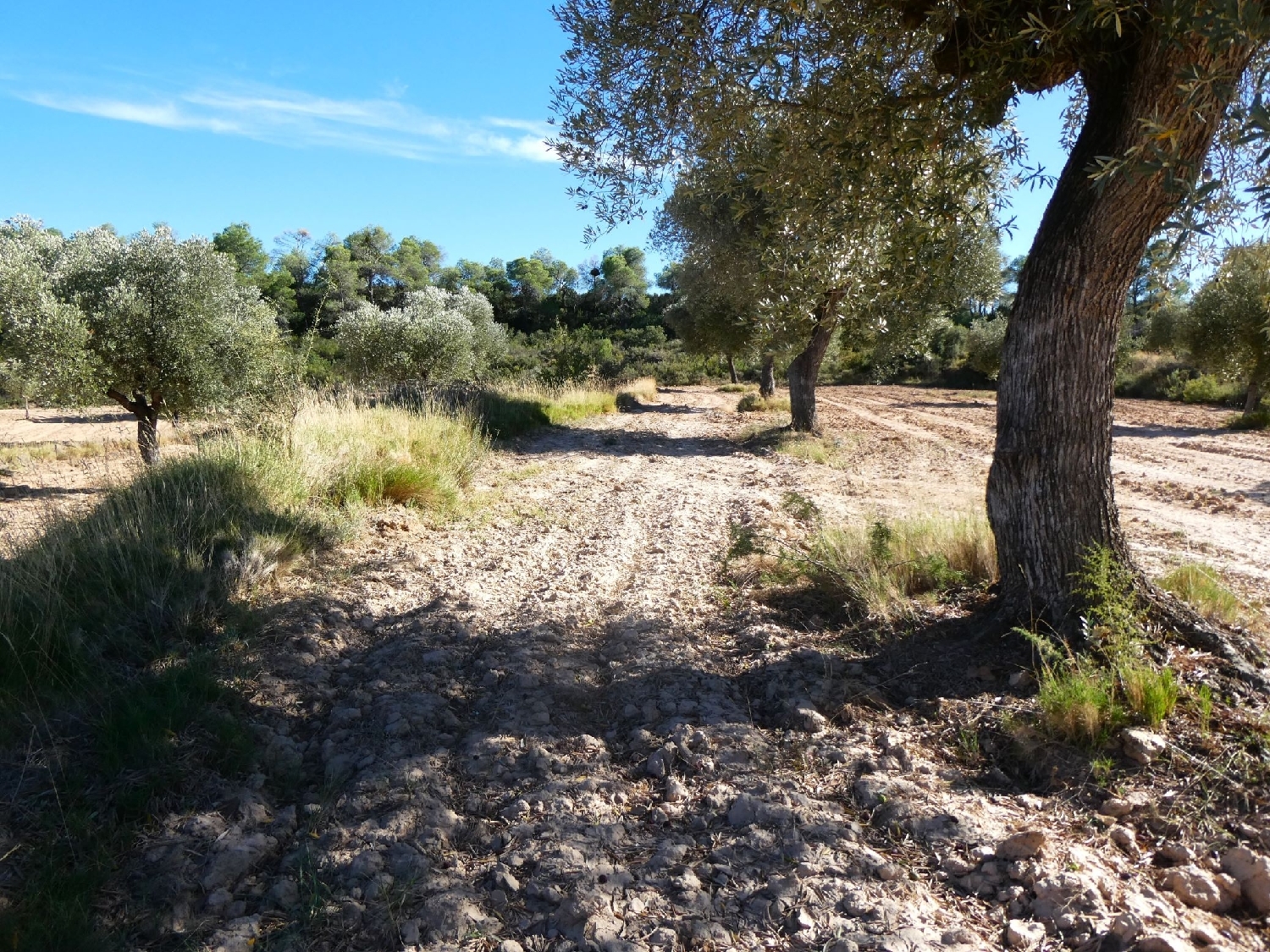  te koop boerderij Maella Bajo Aragón-Caspe 4