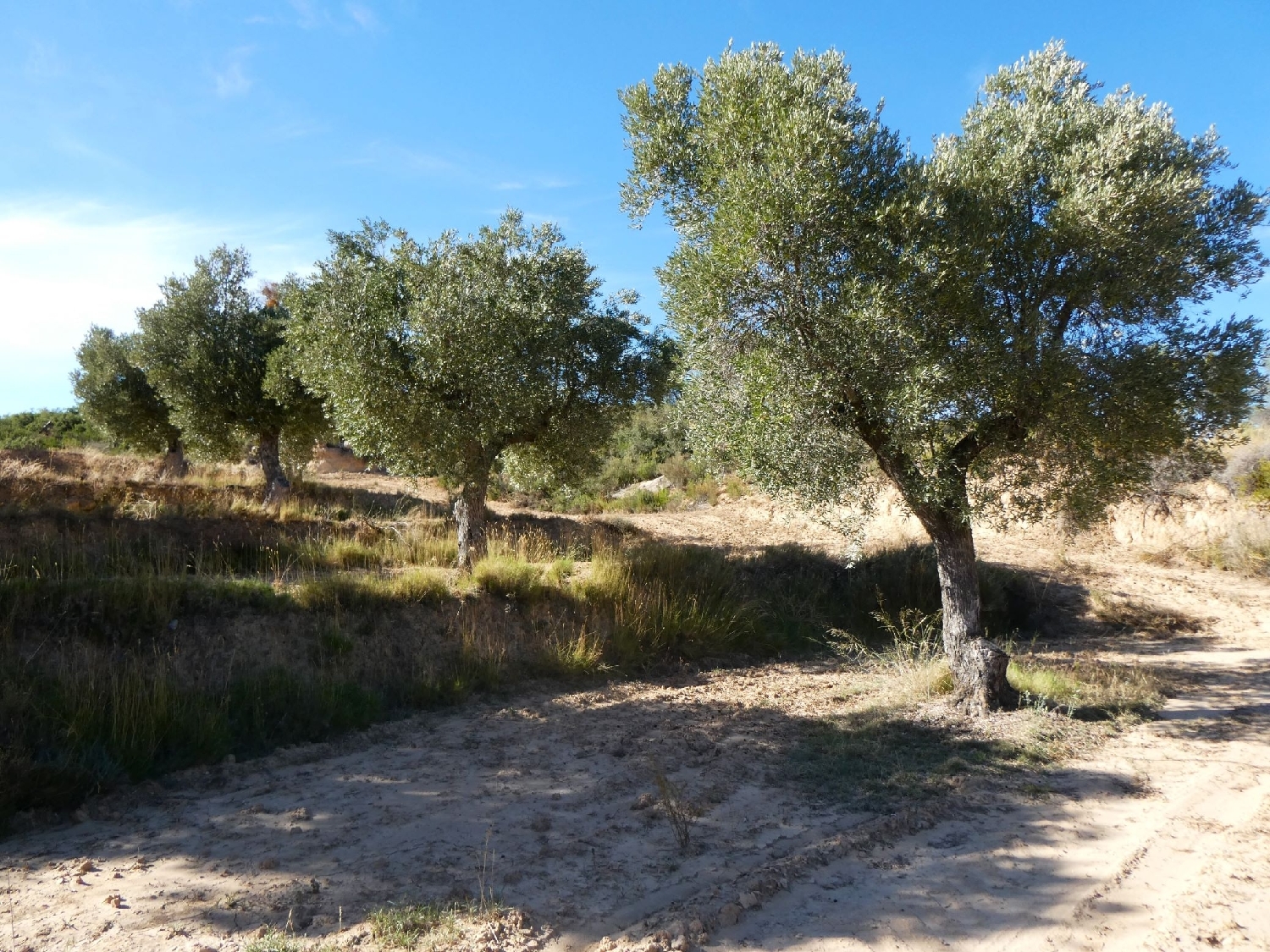  te koop boerderij Maella Bajo Aragón-Caspe 10