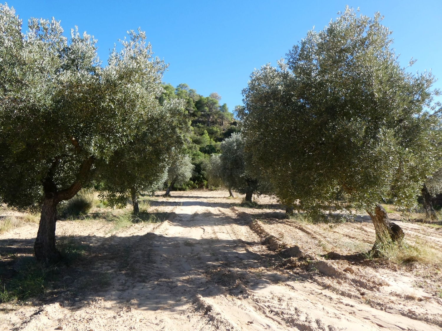  te koop boerderij Maella Bajo Aragón-Caspe 14