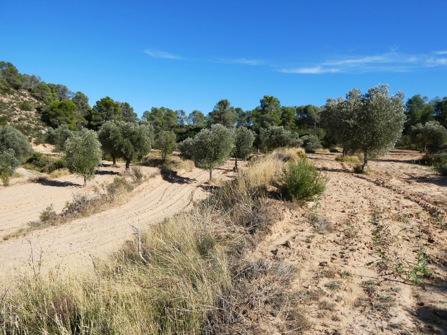  te koop boerderij Maella Bajo Aragón-Caspe 5